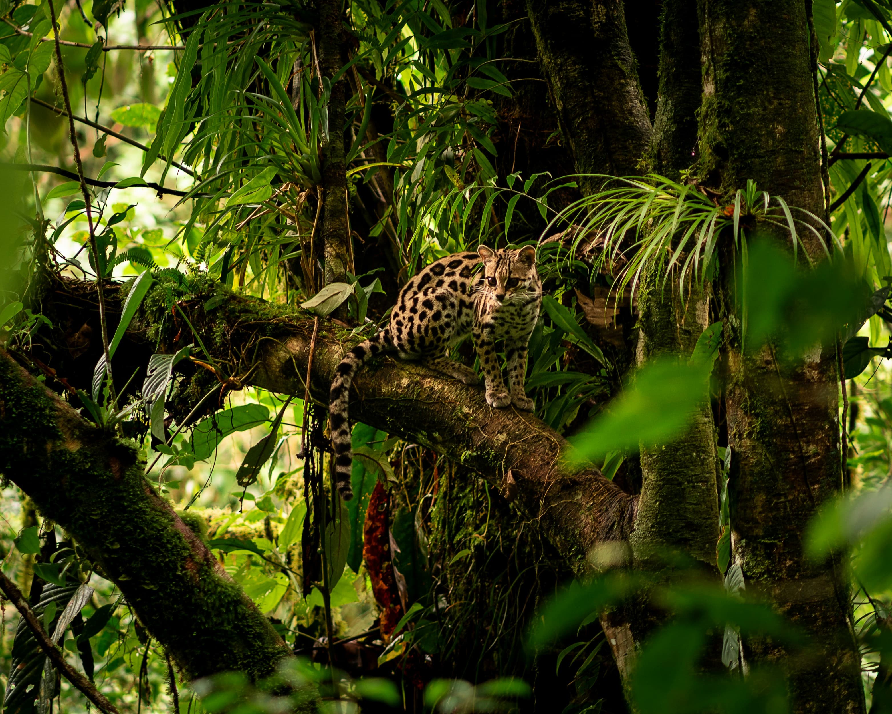 Costa Rica: Unleashed